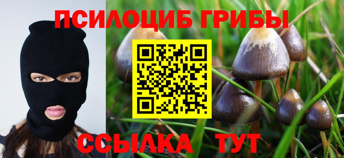 Псилоцибиновые грибы Cubensis Волжский